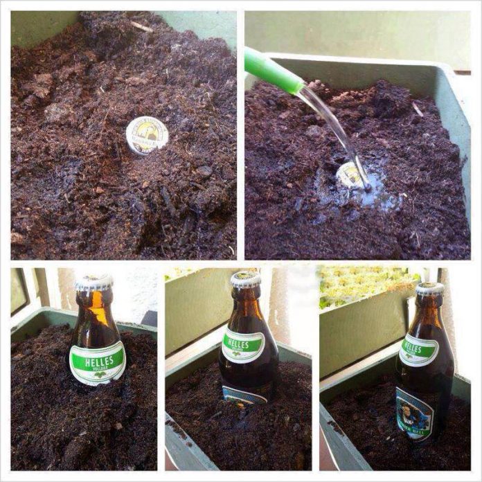 How-to-grow-a-beer-696x696.jpeg
