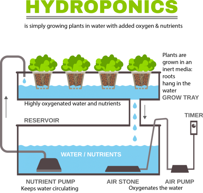 idroponica-696x662.png