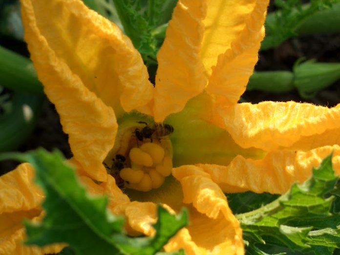 impollinazione-fiori-di-zucca-696x522.jpg