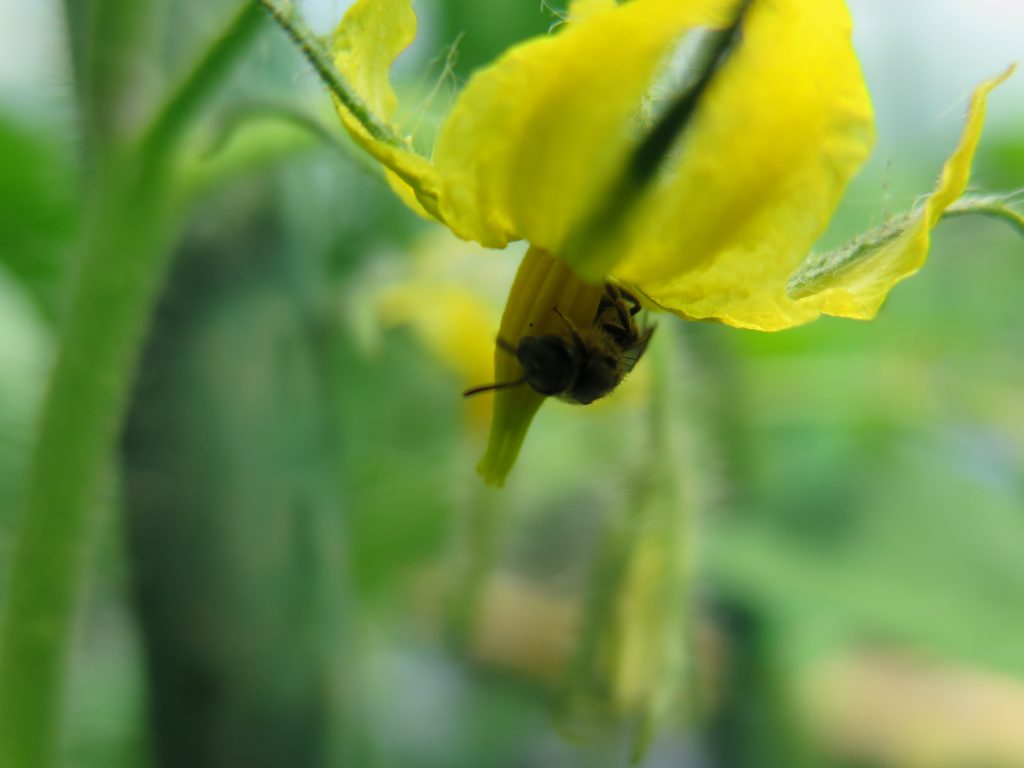 impollinazione-pomodoro-1024x768_1.jpg