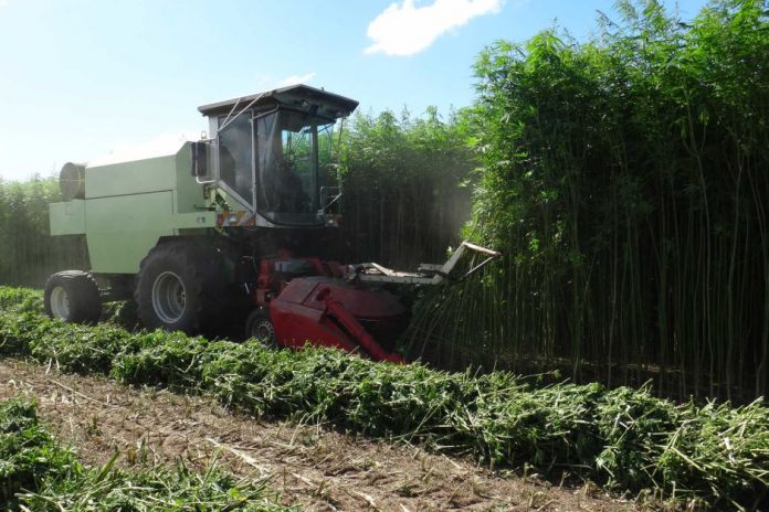 industrial-hemp-farming-696x464.jpg