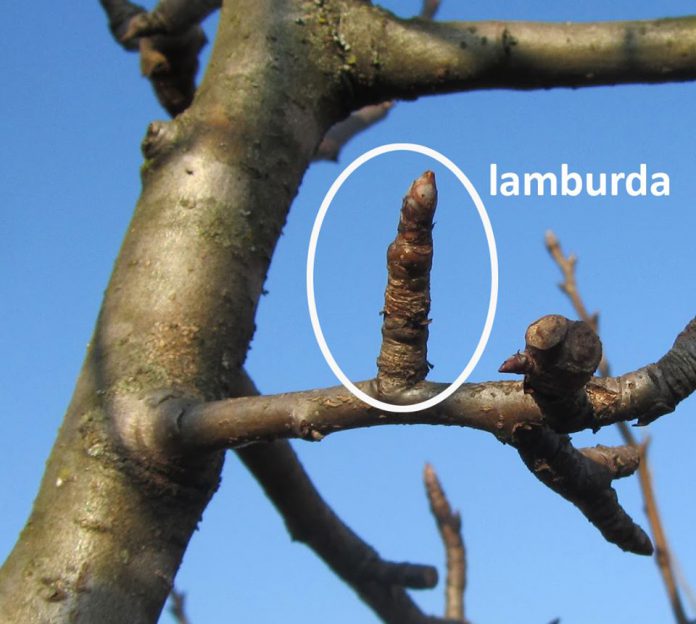 Lamburda-BioAksxter®-696x624.jpg