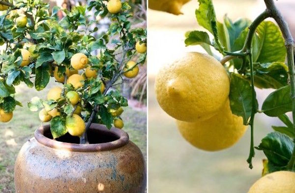 limone-lunario-in-vaso.jpg