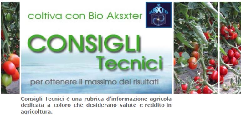 malattie-del-pomodoro_consigli-tecnici_coltiva-con-bio-aksxter_2.jpg