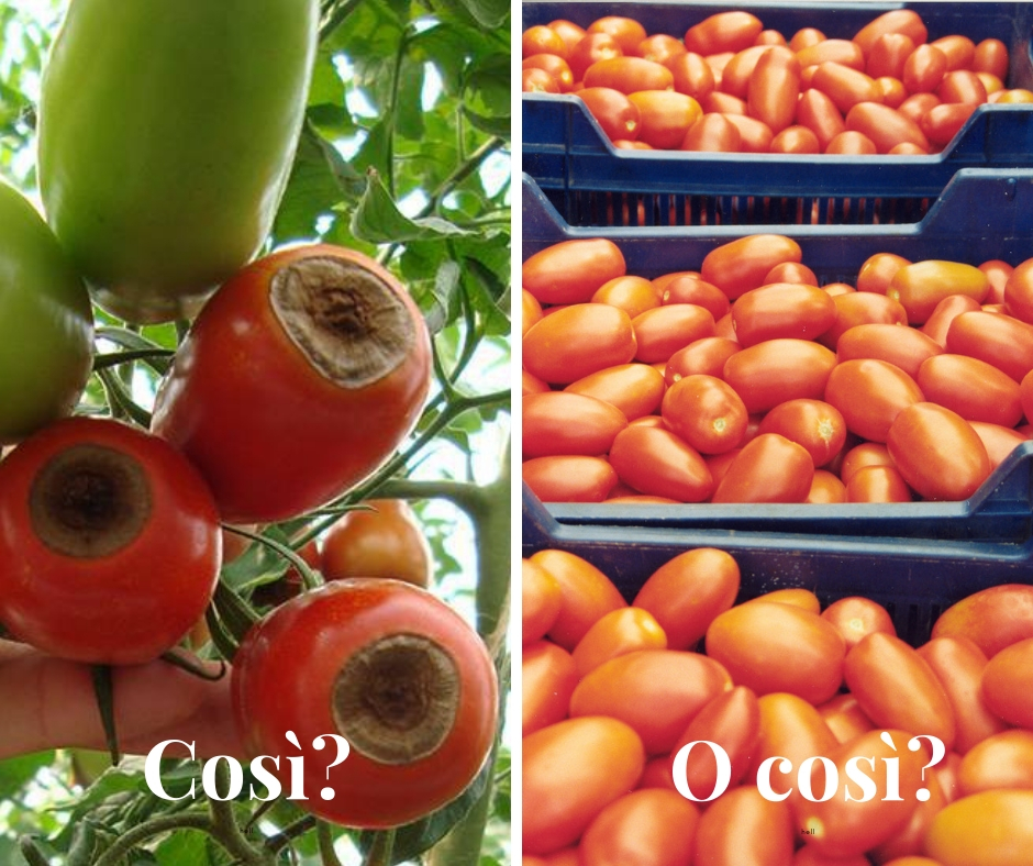 malattie-del-pomodoro_marciume-apicale-del-pomodoro_coltivare-pomodoro-con-bio-aksxter.jpg