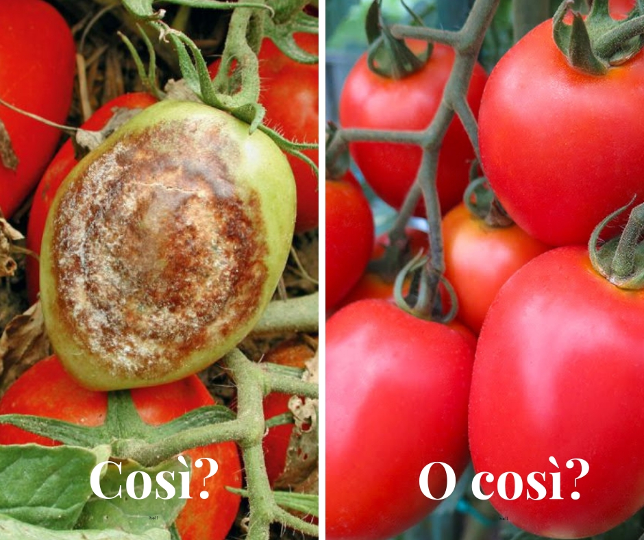 malattie-del-pomodoro_peronospora-del-pomodoro_coltivare-pomodoro-con-bio-aksxter_1.jpg