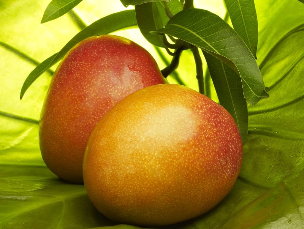 mango-frutto-pianta-esotica-italia-bio-aksxter.jpeg