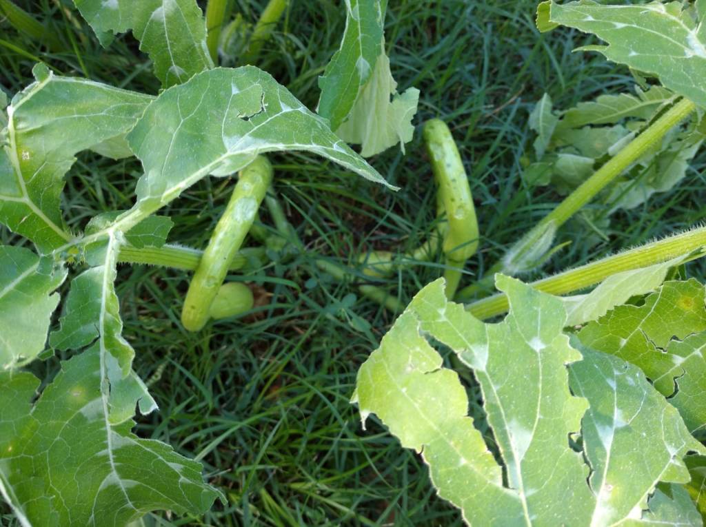 meteo-dopo-le-grandinate-in-liguria-si-contano-i-danni-all-agricoltura-637018.jpg