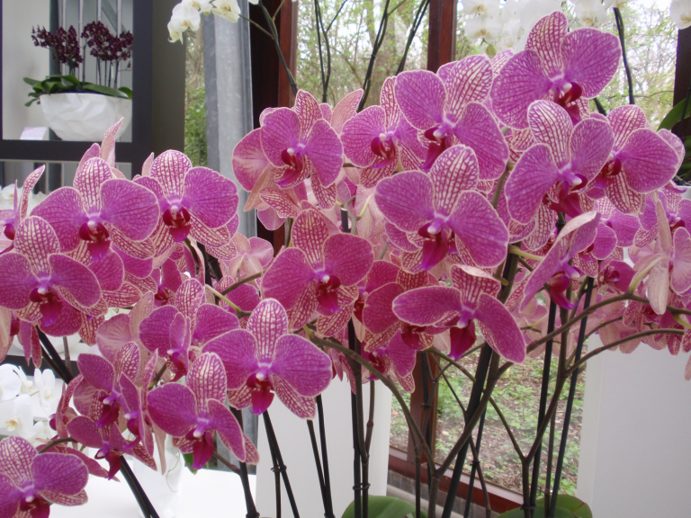orchidee-768x576.png