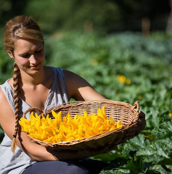 Orticoltura-patrizia-pedergnana_raccogliendo-i-fiori-di-zucca-1.jpeg