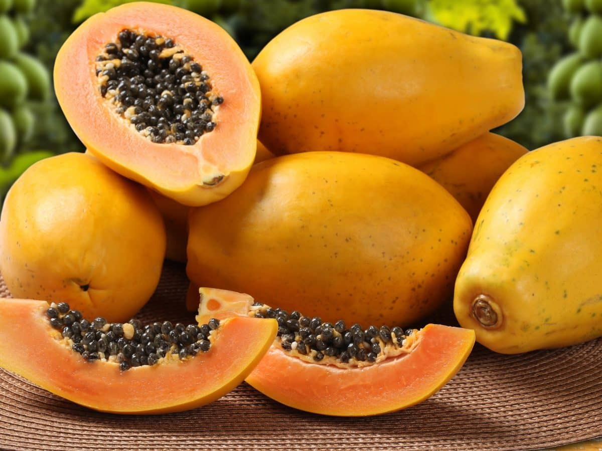 papaya-frutto-pianta-esotica-italia-bio-aksxter.jpeg