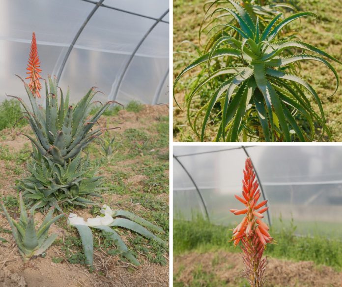 Passione-Aloe-di-Omar-Spreafico_Aloe-Arborescens-696x583.jpg