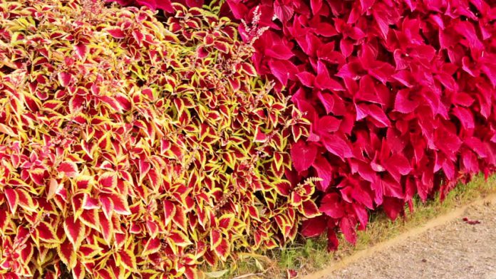 piante_annuali_per_tombe_e_cimitero-696x392.jpg