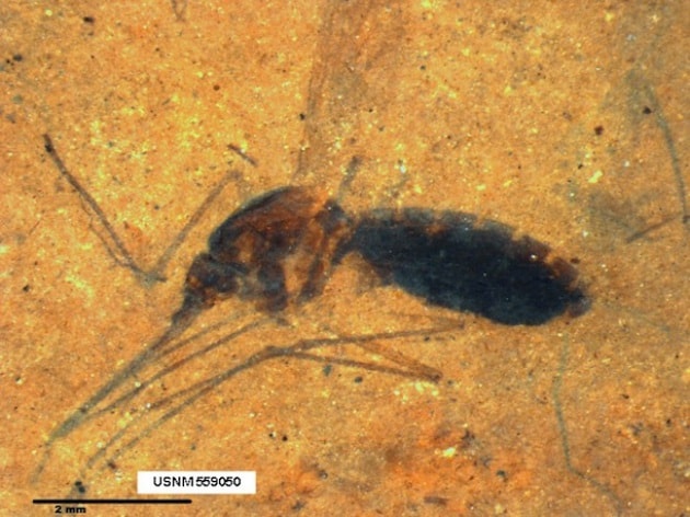 piante-antizanzare-zanzara-fossile-46-millioni-di-anni.jpg