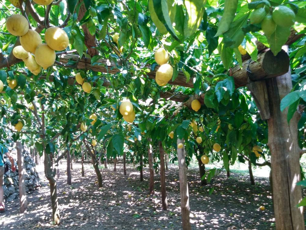 piante-limoni.jpg