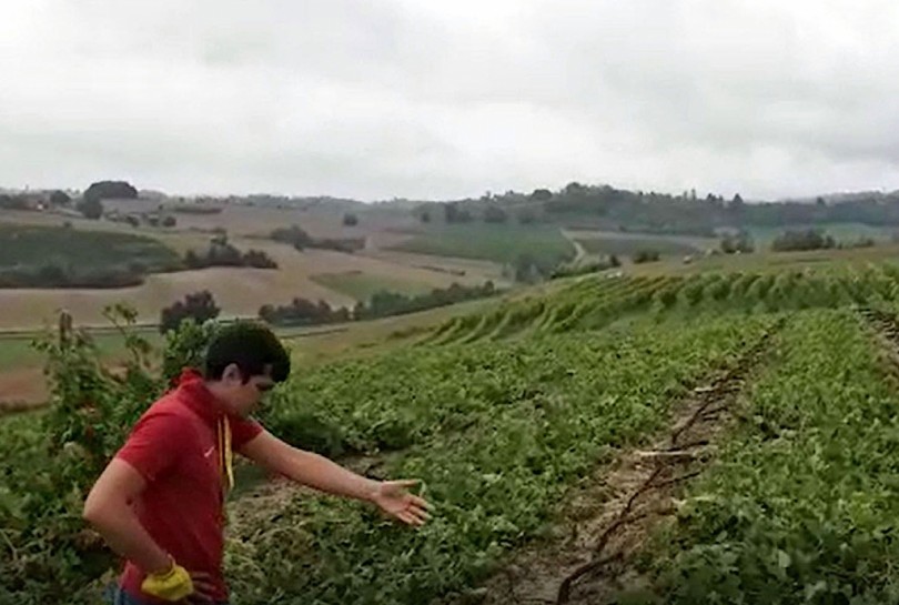 piemonte-vigneto-distrutto.jpg