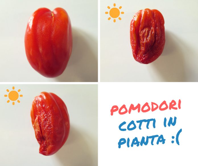pomodori-cotti-in-pianta-696x583.jpg