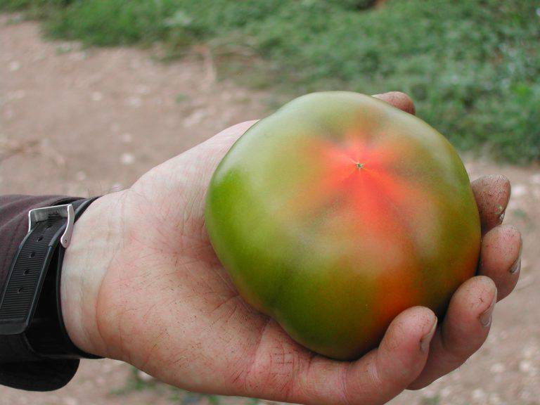 pomodoro-coltivato-in-serra-768x576.jpg