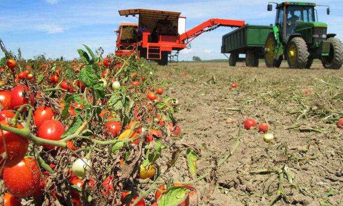 pomodoro-da-industria_filierasporca-696x418.jpg