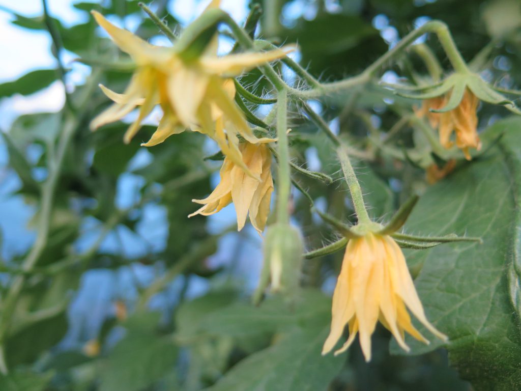 pomodoro-fiore-maschio-o-femmina-1024x768_1.jpg