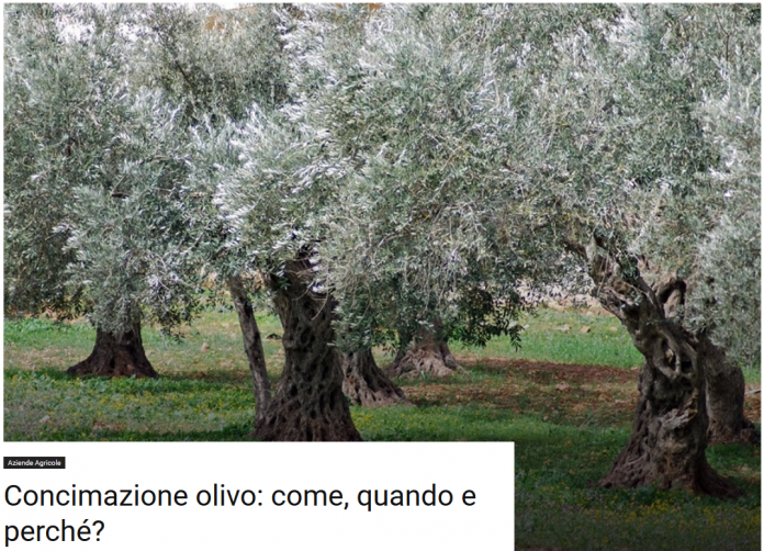potatura-olivo_concimazione-olivo-696x502.png