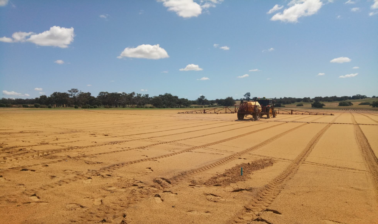 Prima_applicazione_con_BioAksxter_dopo_la_semina_-_spinacio_in_pieno_campo.png