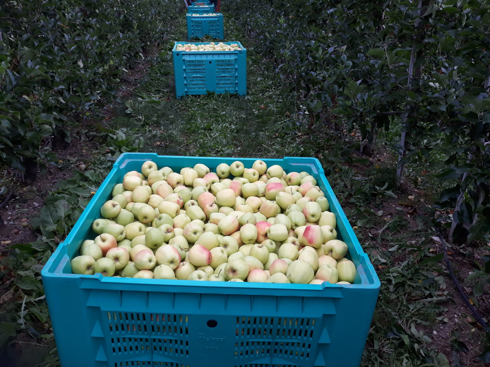 Raccolta-mele-azienda-agricola-Corazza-Christian.jpg