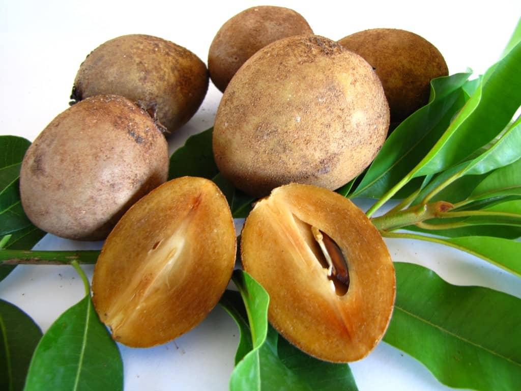 sapodilla-frutto-pianta-esotica-italia-bio-aksxter.jpeg