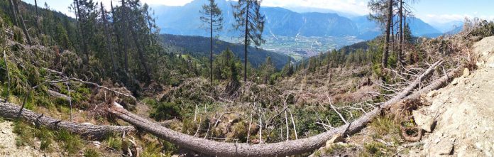 tempesta_vaia_evidente_incidenza_dei_cambiamenti_climatici-696x221.jpeg