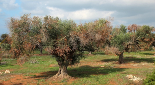 ulivi-xylella.jpg