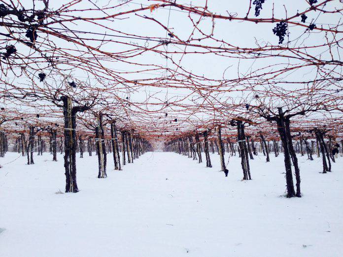 vigna-Montepulciano-neve-696x522.jpg