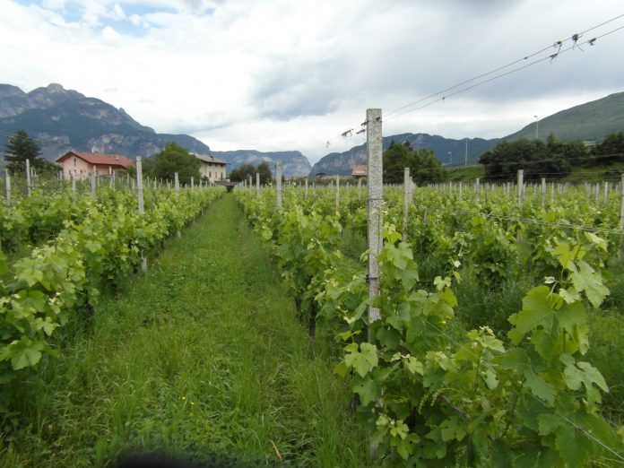 viticoltura-biologica_merlot-696x522.jpg