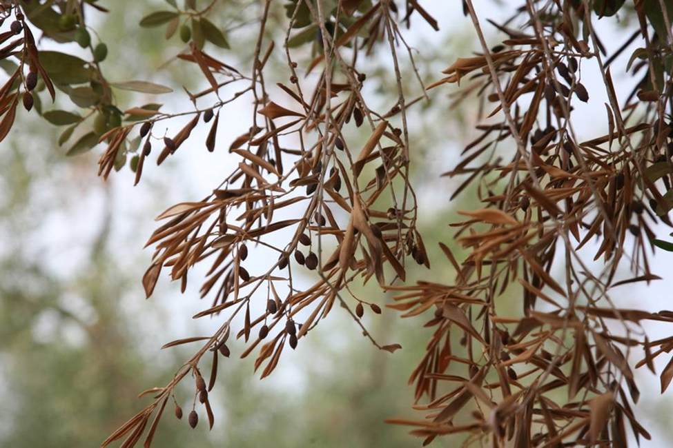 Xylella-fastidiosa-Lotta-e-Prevenzione.jpg